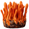 Hover Image