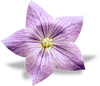 Hover Image