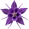 Hover Image