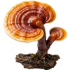 Hover Image